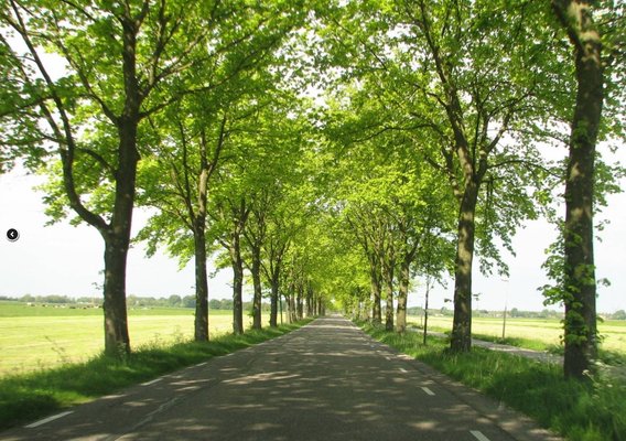 Foto bomen langs weg